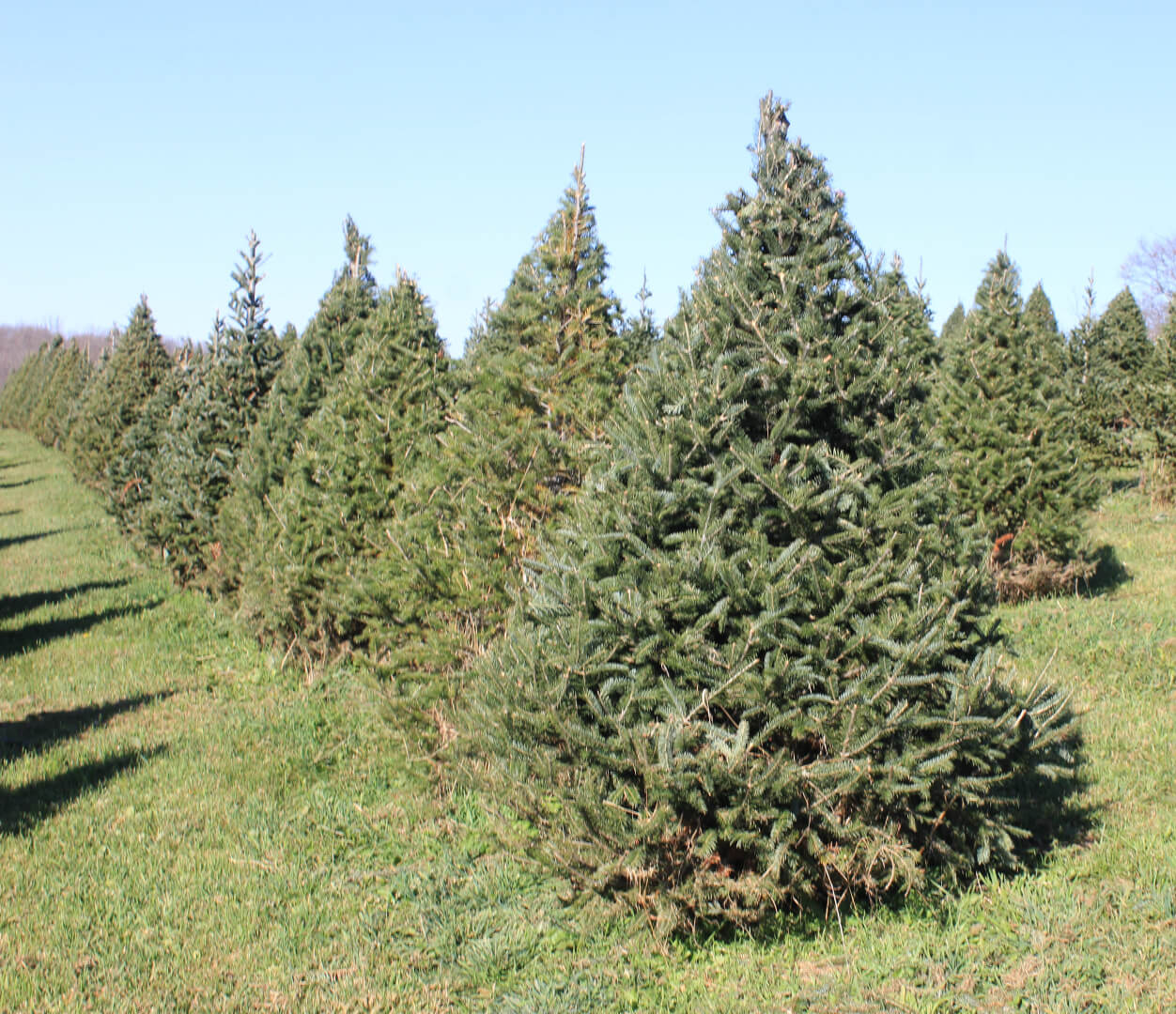 canaan fir a a christmas tree farm preserving christmas trees