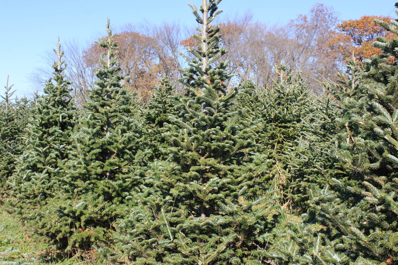 fraser fir a a christmas tree farm fraser fir a a christmas tree farm